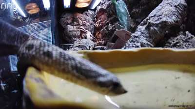 Pewku taking a quick gulp