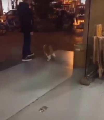 Don’t disturb my moonwalk hooman!