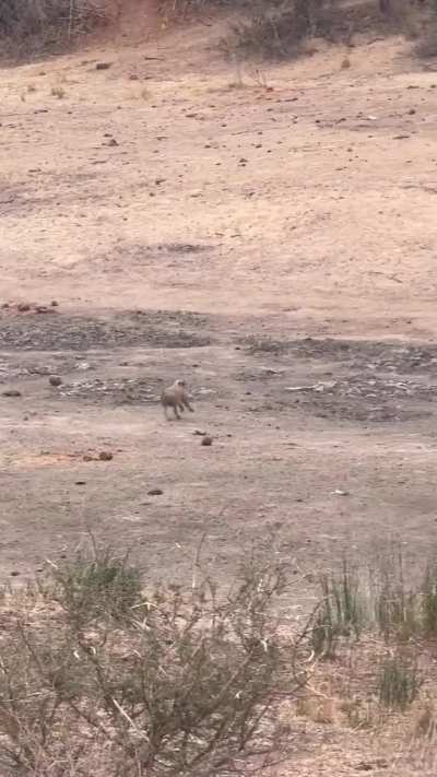 A giraffe chasing a warthog, seeming to want to stomp it