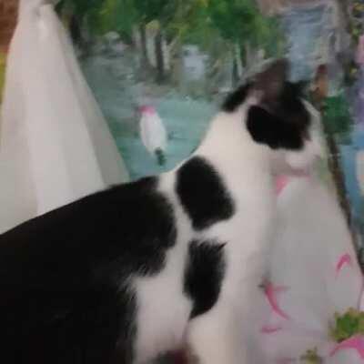 New cat Marco's first rain at our home.