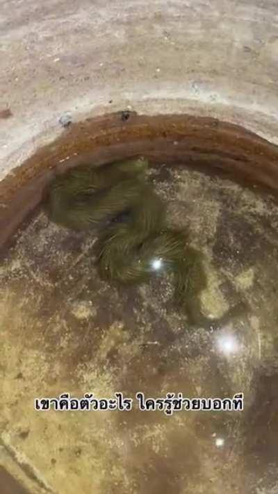 Furry Snake found in Thailand