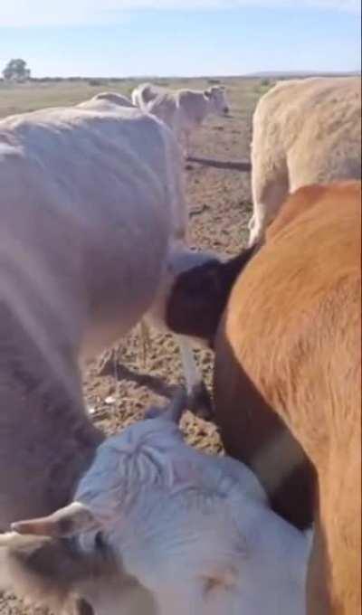 Коровы. Молоко Бесконечности.