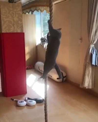 If this isn’t catculations, then I don’t know what is.