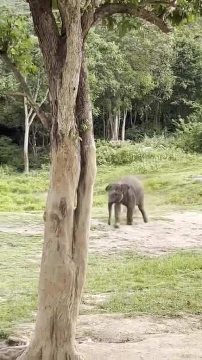 hey! hey! don't be a chicken!