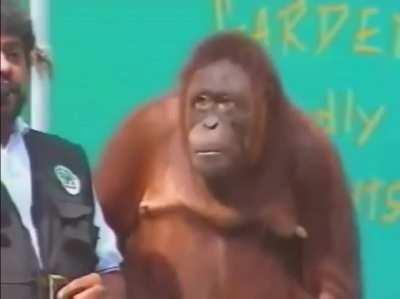 Monke Rightly Fools Imprisoning Wizard