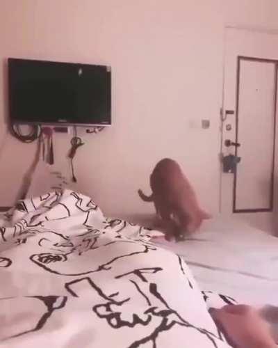 You throw like a cat!