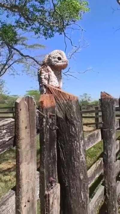 The urutau, or ghost bird, is known for its cry similar to a human lament, and is rarely seen during the day.