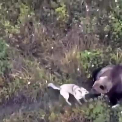 Owners found their missing husky hanging out with bears during a drone search