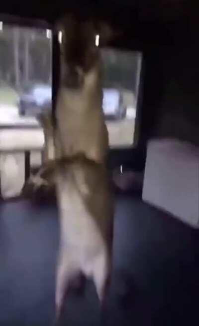 bambis getting revenge