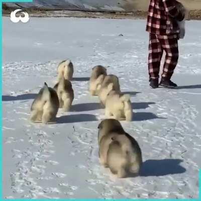 Look at these adorable chonky malamute puppies playing in the snow.