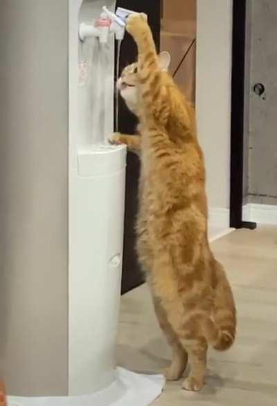 Billa ki tarah Atma Nirbhar bano !!