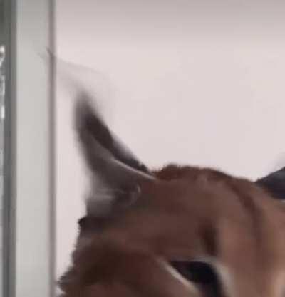 we do a little flopping