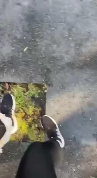 A friendly cat on a morning walk