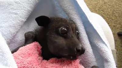 Black flying foxes are native to Australia, Papua New Guinea and Indonesia. They often become entangled in improperly erected fruit tree netting and require rescue. This particular flying fox was rescued and then released after getting stuck in a resident