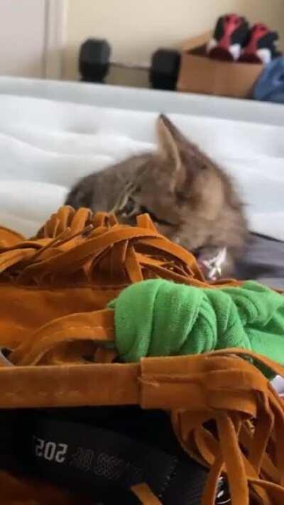 This criminal destroyed my property and then viciously attacked me