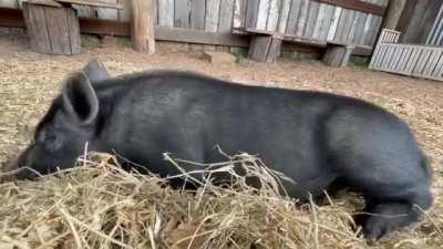 Belly rubs are pigs' kryptonite