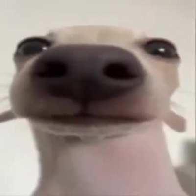 aweonasogang - Video #5761