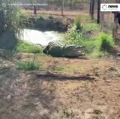 In a while crocodile