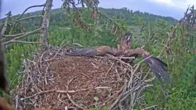 Observe the grace and majesty of the eagle as it *dammit*