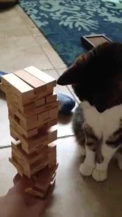 Video games are great, but sometimes it's nice to unplug and play a game of Jenga with your cat