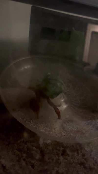 Anyone else’s hermit crab do this for hours on end?