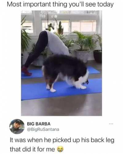Doggo doing yoga with his owner