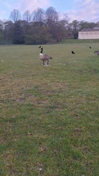 It's always canada geese