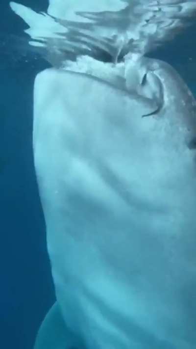 Experiencing the gentle giant of the sea, whale sharks, up close in the Philippines Would you?