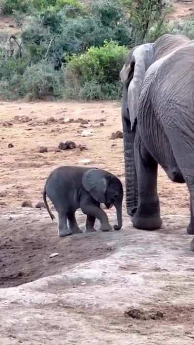 Dealing with the trunk has to be learned...cuteness overloaded