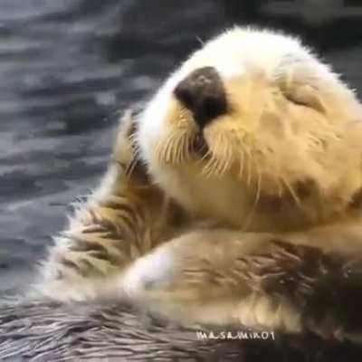 DJ Otter in the house 🎧