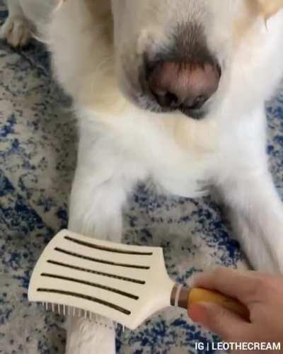 he protecc, he attacc, he send brushy to heCk and bacc