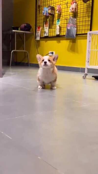 Seeing puppies can have a good mood for a day