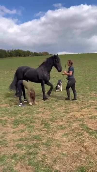 Horse doing Yoga