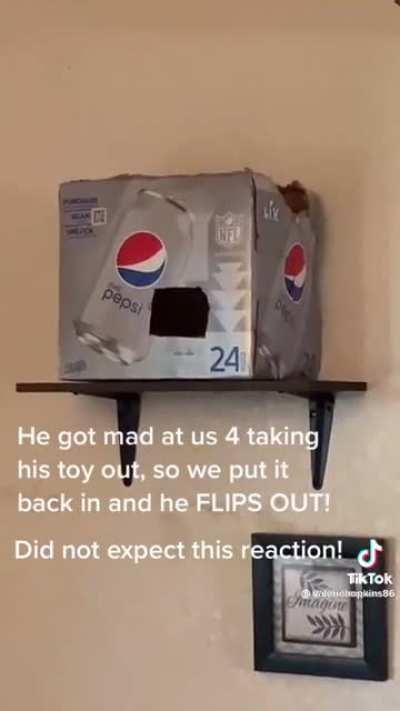 Cockatiel loses its mind when his owner moves his favorite toy around