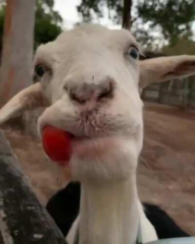 Carl enjoying the heck out of a juicy tomato at Happily Heifer After Sanctuary