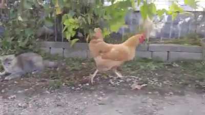 A galinha ganhou do gato