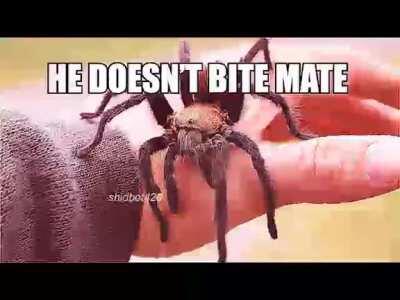 BRITISH VS AUSTRALIAN VS AMERICAN 👌😎😳👉👈🙏😱😱💯💯💯💧