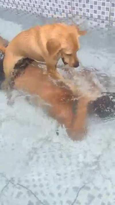 “Dogs are man’s best friend” The dog: