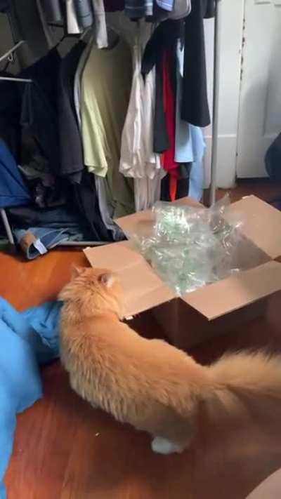 Only cat taps; no people taps!