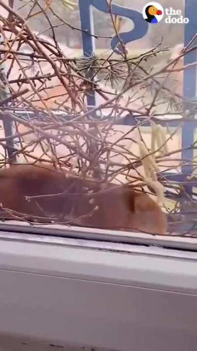 The French squirrel chose the perfect apartment to set up home for her babies.