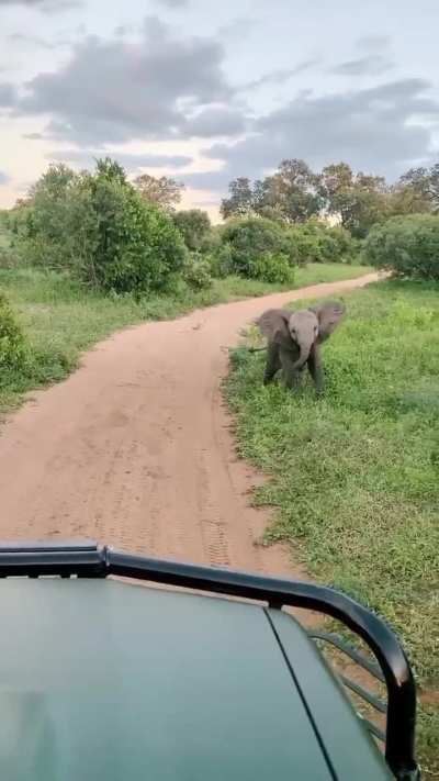 When you intend to invoke fear but instead evoke “awwwww”