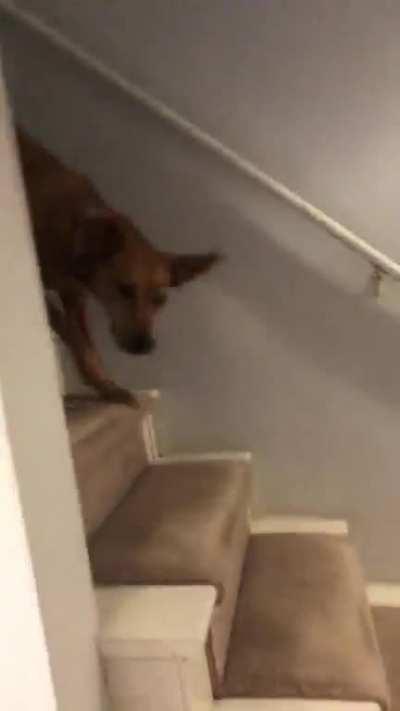 My dog has been sneaking downstairs and eating the cat food. Today I sat and waited for her to come down