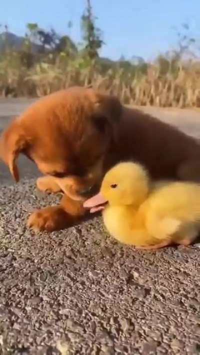 PreDaToR dRagS PrEy AfAr aNd kILls IT