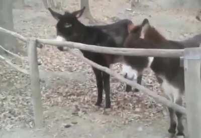 A smart donkey helps others out of a jam