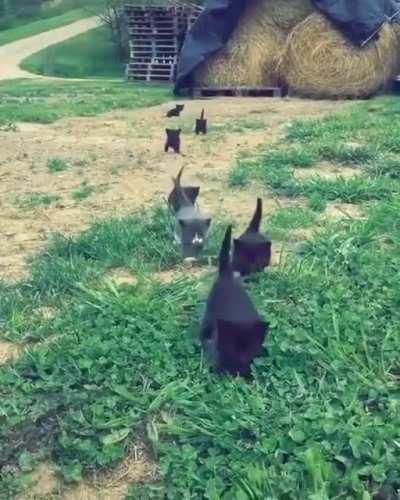 Criminals are coming, hide everyone!