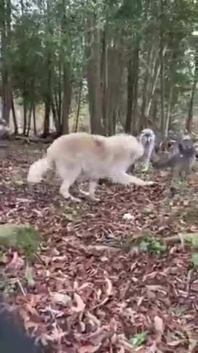 I've never seen a wolf be silly oh my goodness 😭😭
