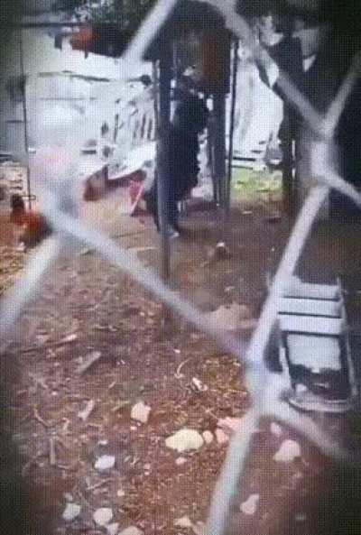 a black goat imitating human by walking with hind legs tricks the chicken into the shack.