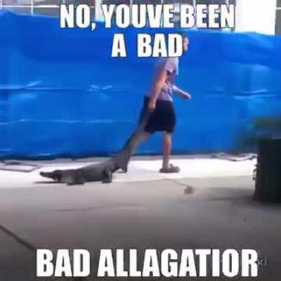 Bad gator