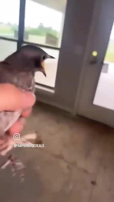 blursed_bird