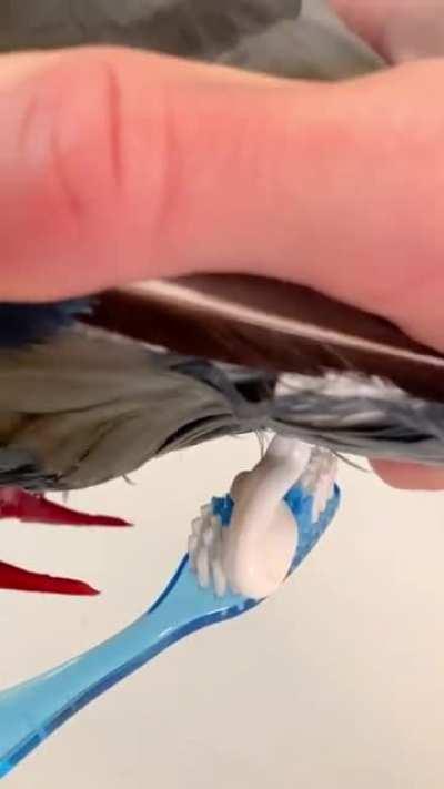 Toothpaste dispenser